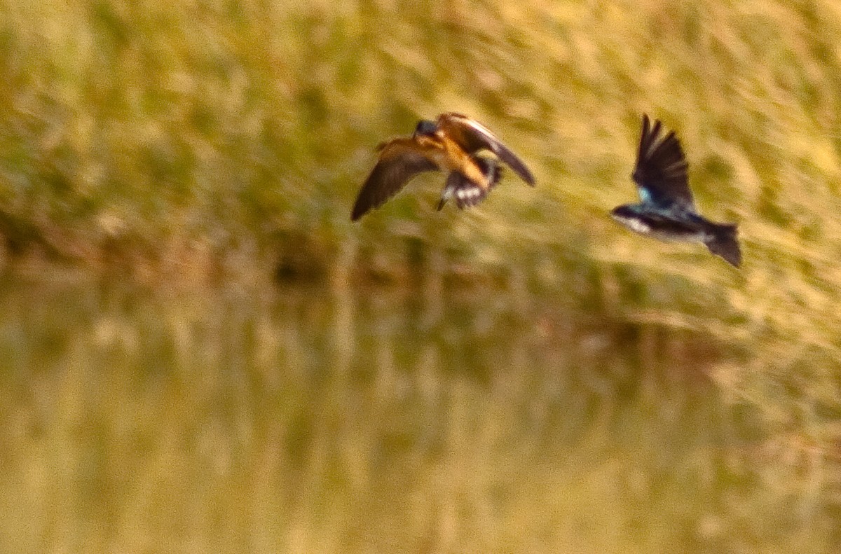 Barn Swallow - ML646423618
