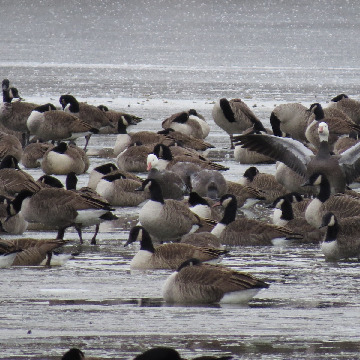 Oie des neiges - ML646423622