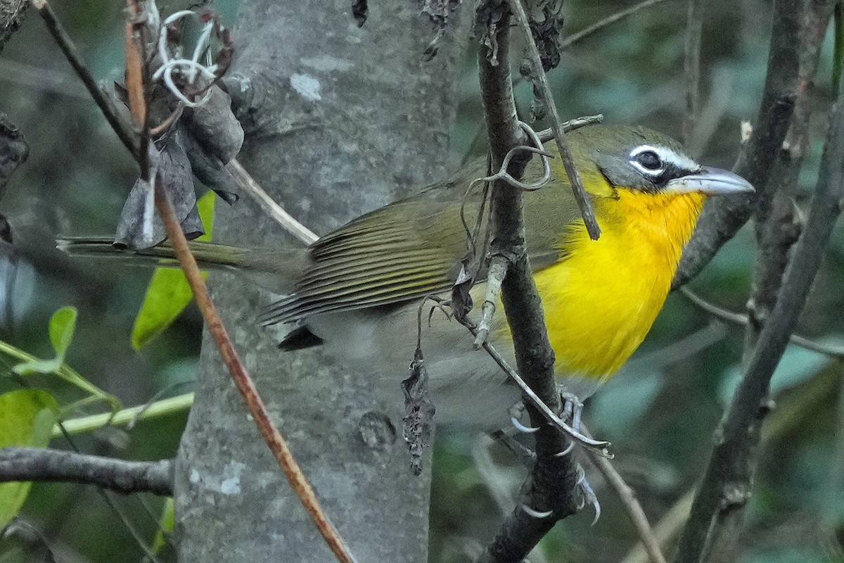 Yellow-breasted Chat - ML646423624