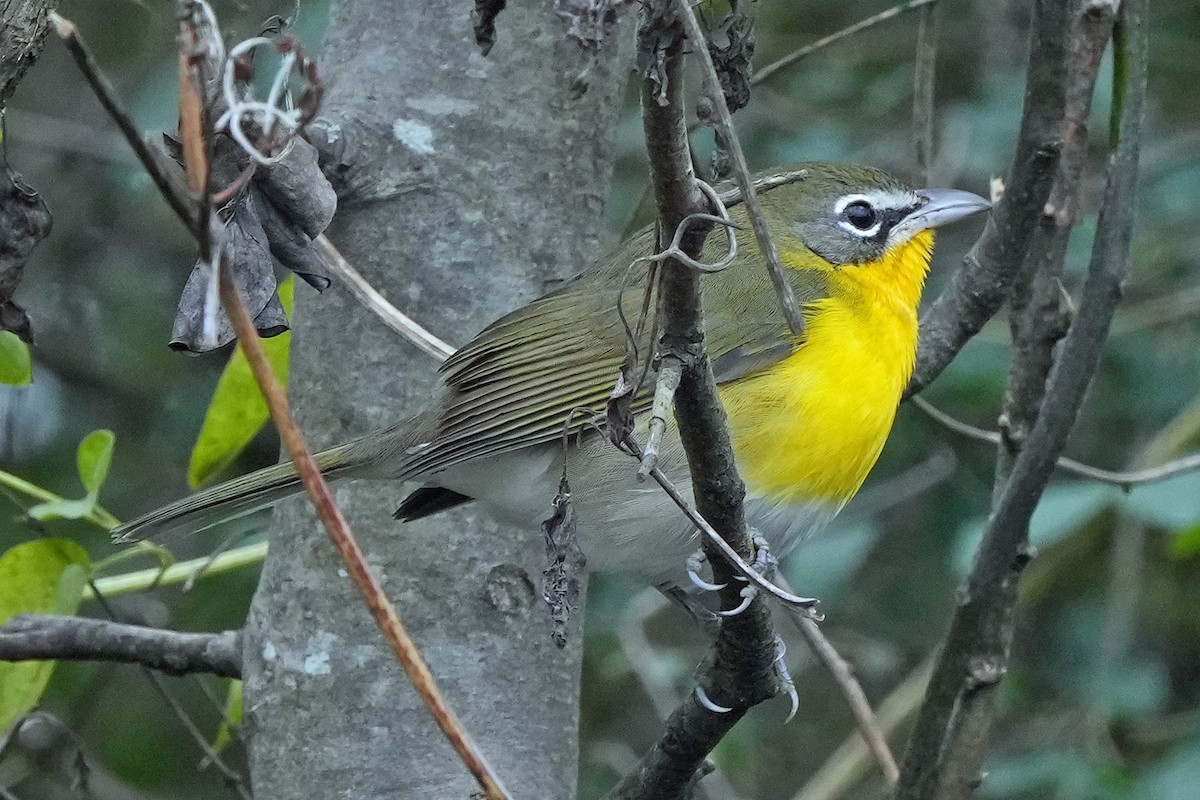 Yellow-breasted Chat - ML646423625