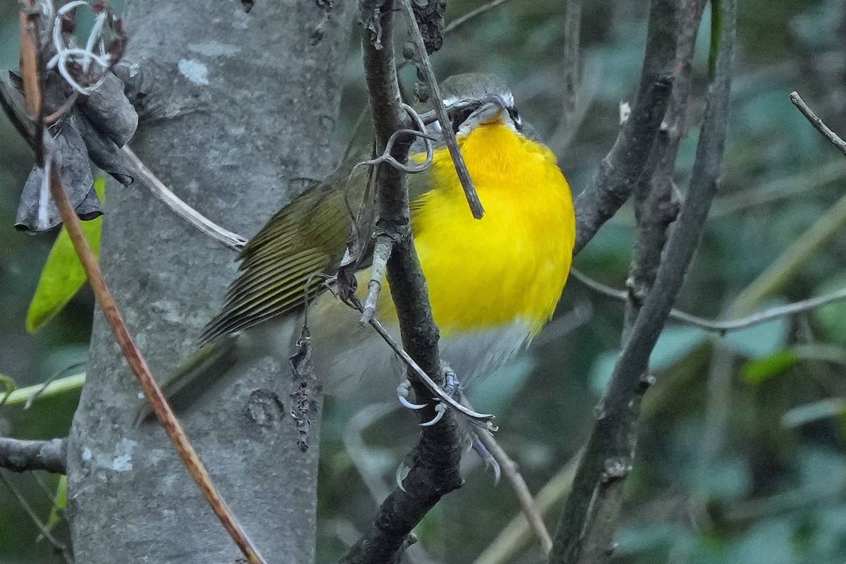 Yellow-breasted Chat - ML646423626