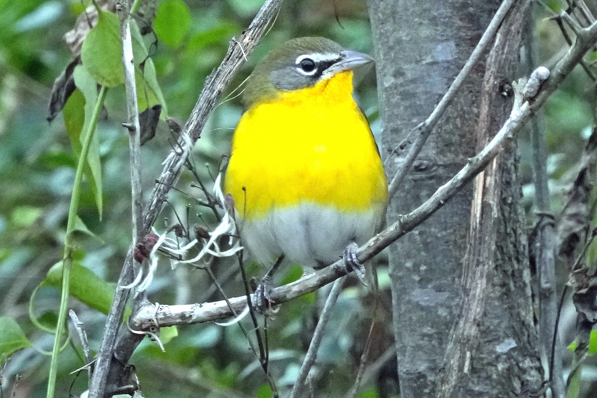 Yellow-breasted Chat - ML646423627