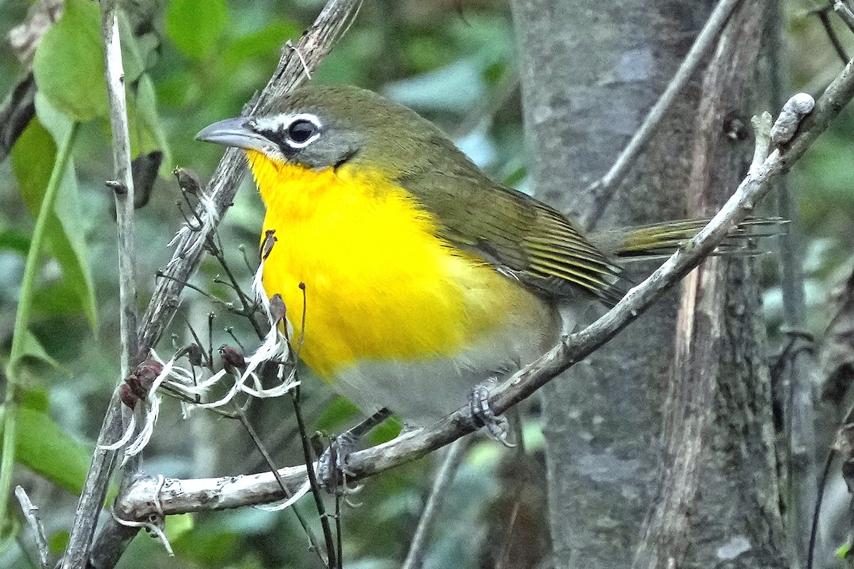 Yellow-breasted Chat - ML646423628
