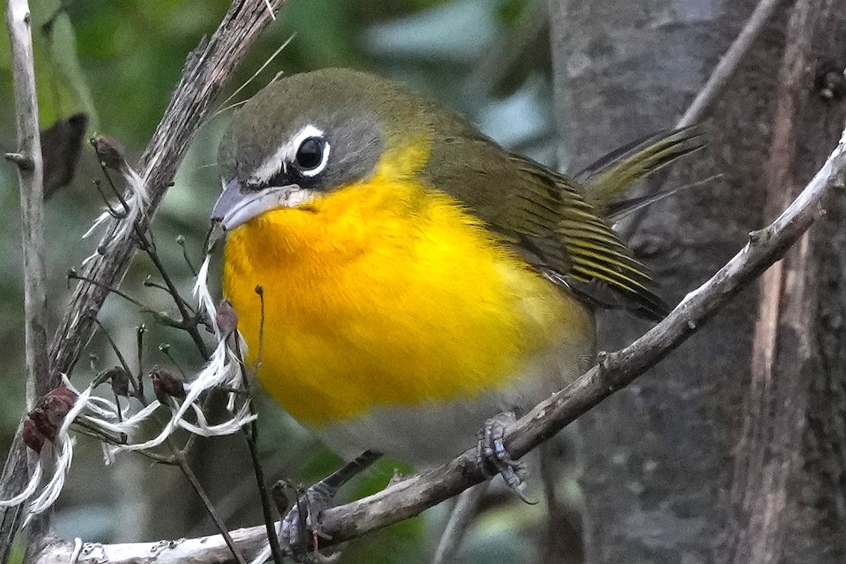 Yellow-breasted Chat - ML646423629