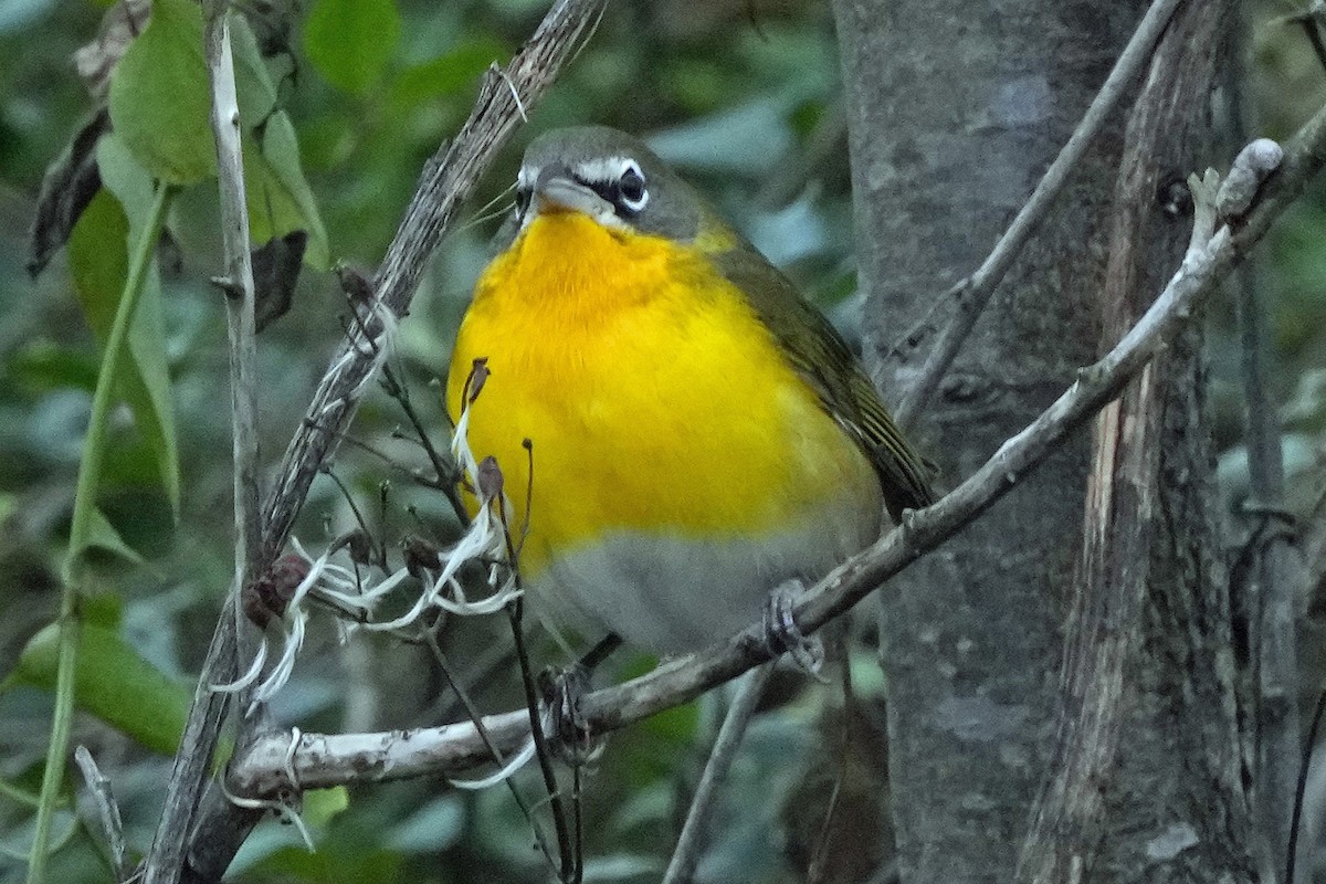 Yellow-breasted Chat - ML646423630