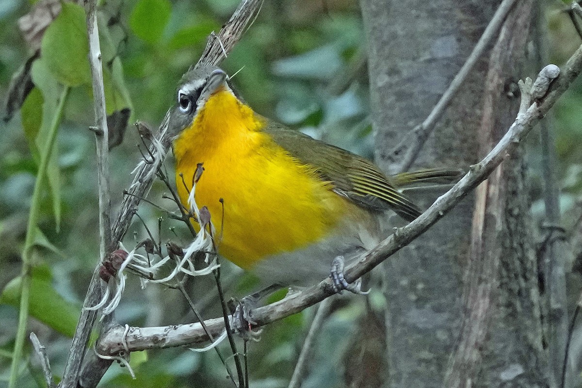 Yellow-breasted Chat - ML646423631