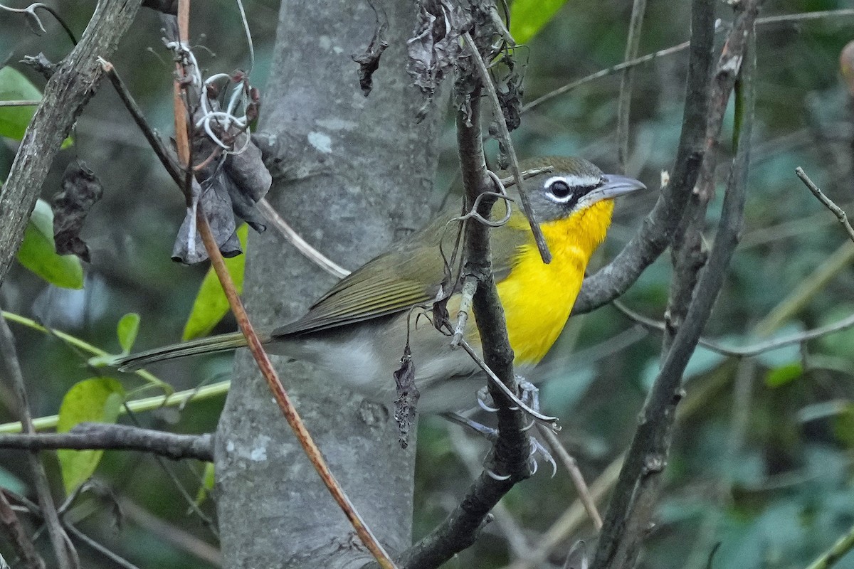 Yellow-breasted Chat - ML646423632