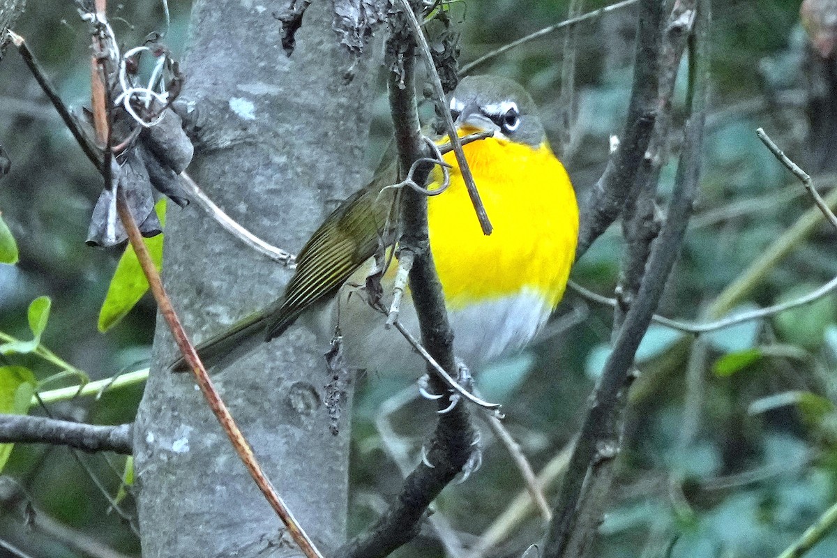 Yellow-breasted Chat - ML646423633