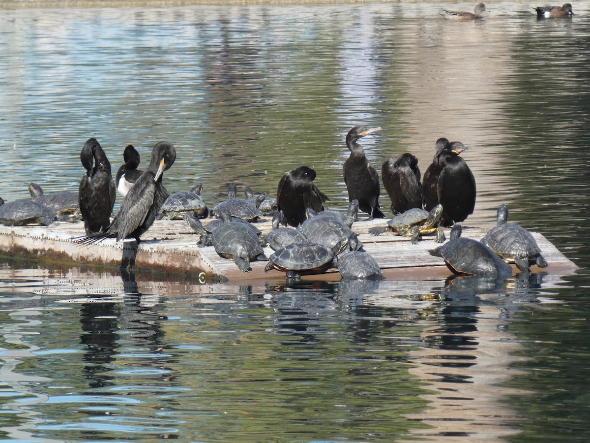 Neotropic Cormorant - ML646423634