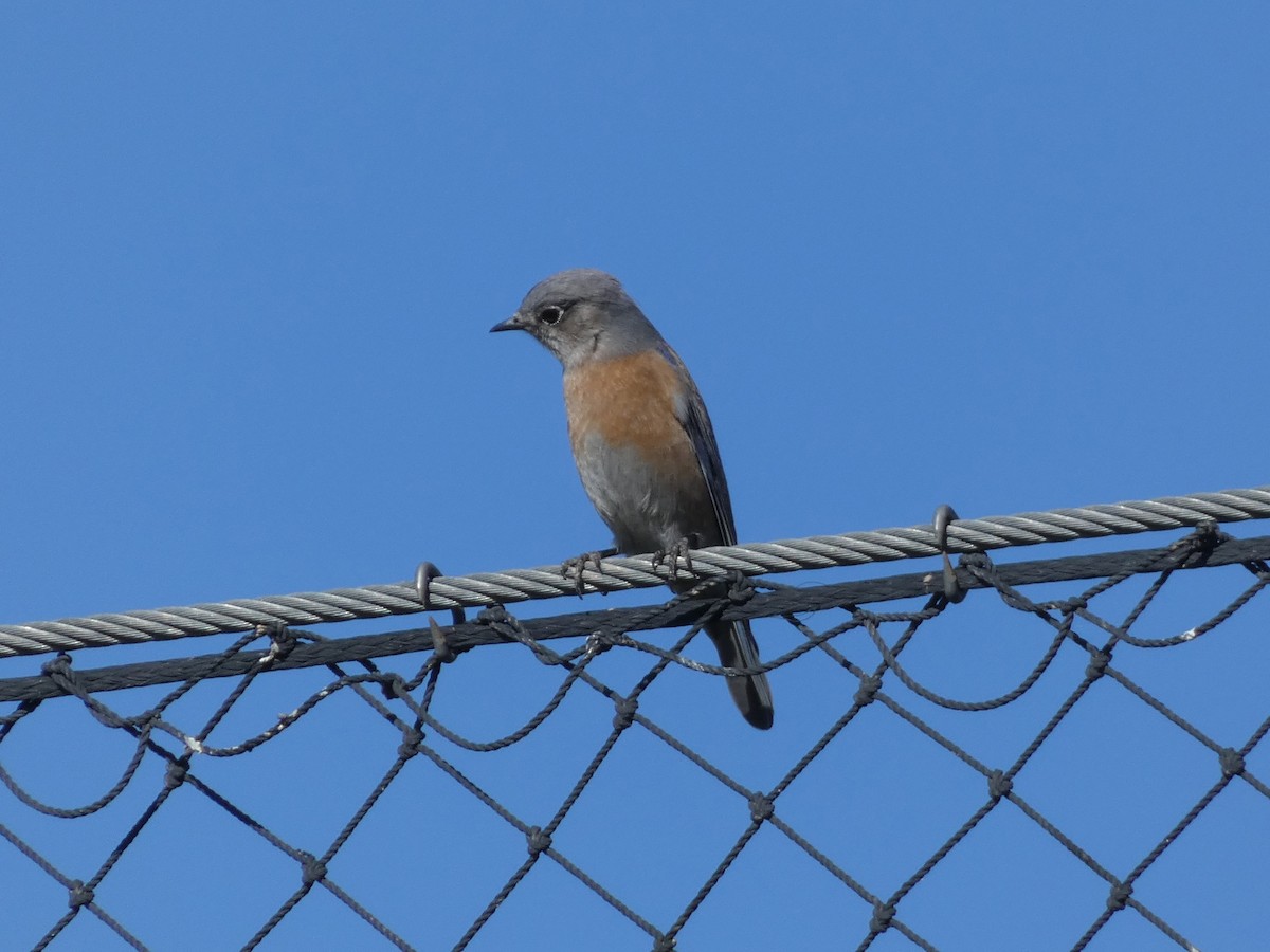 Western Bluebird - ML646423635