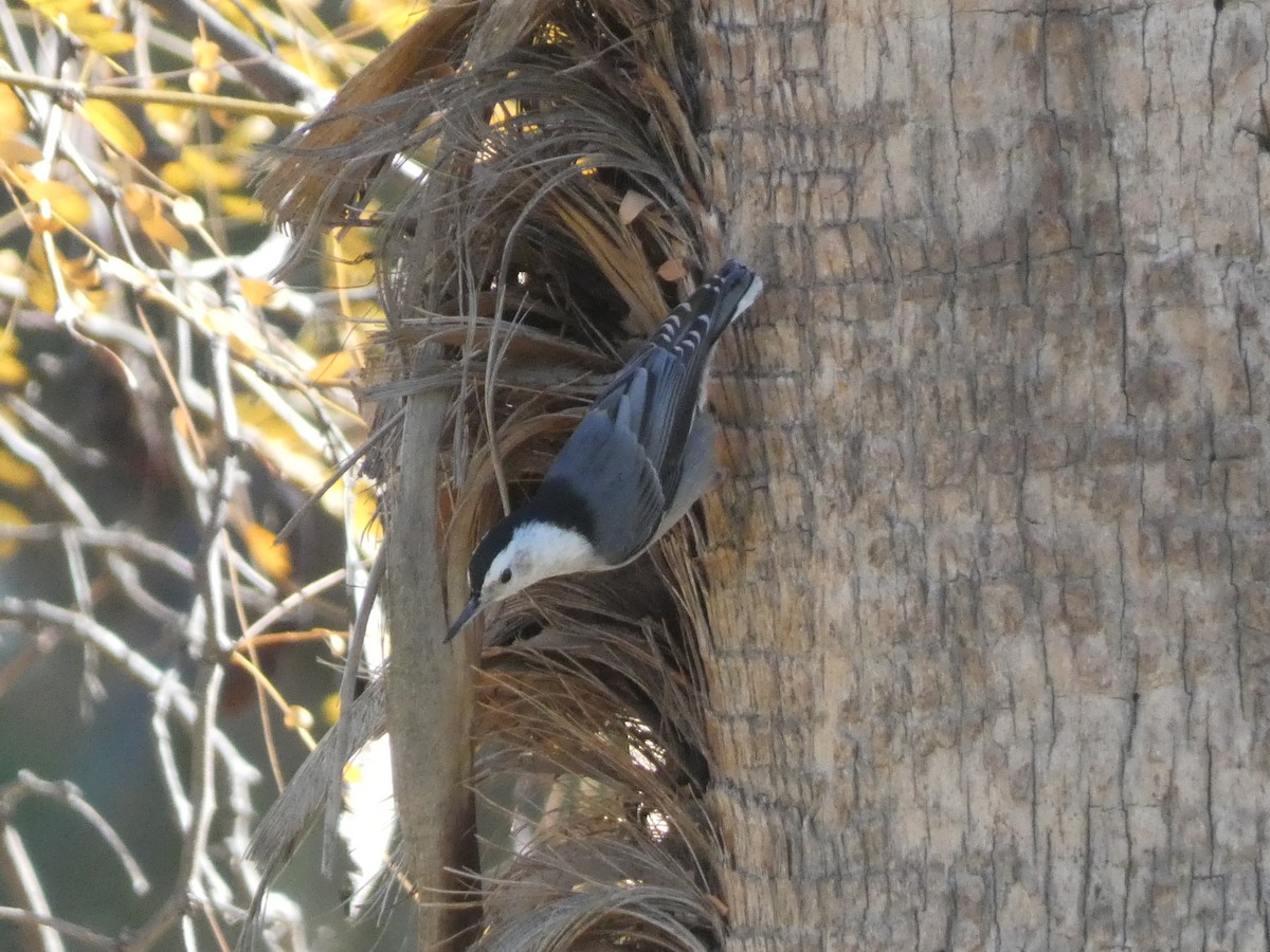 White-breasted Nuthatch - ML646423642