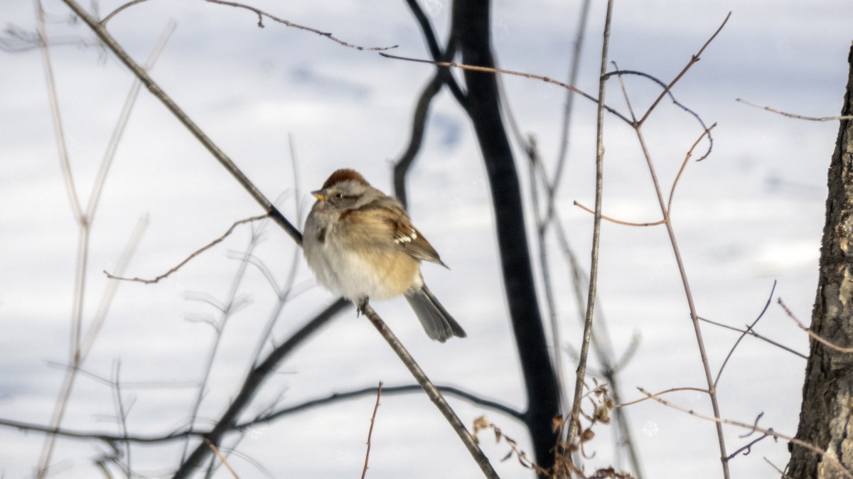 American Tree Sparrow - ML646423643