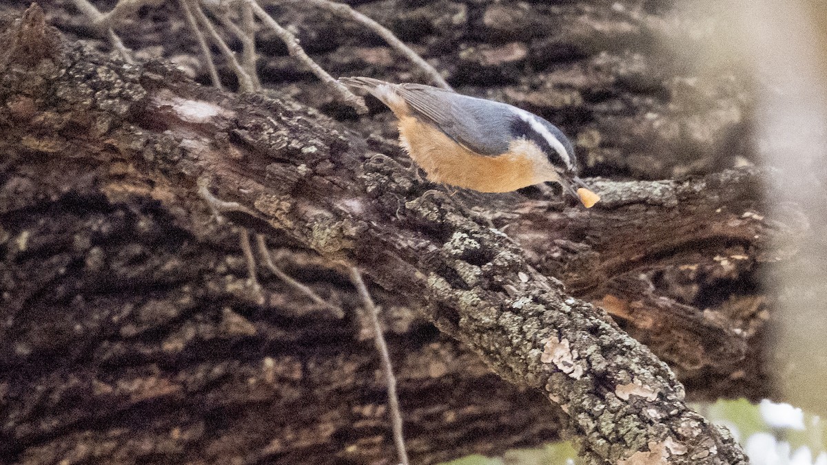 Red-breasted Nuthatch - ML646423644