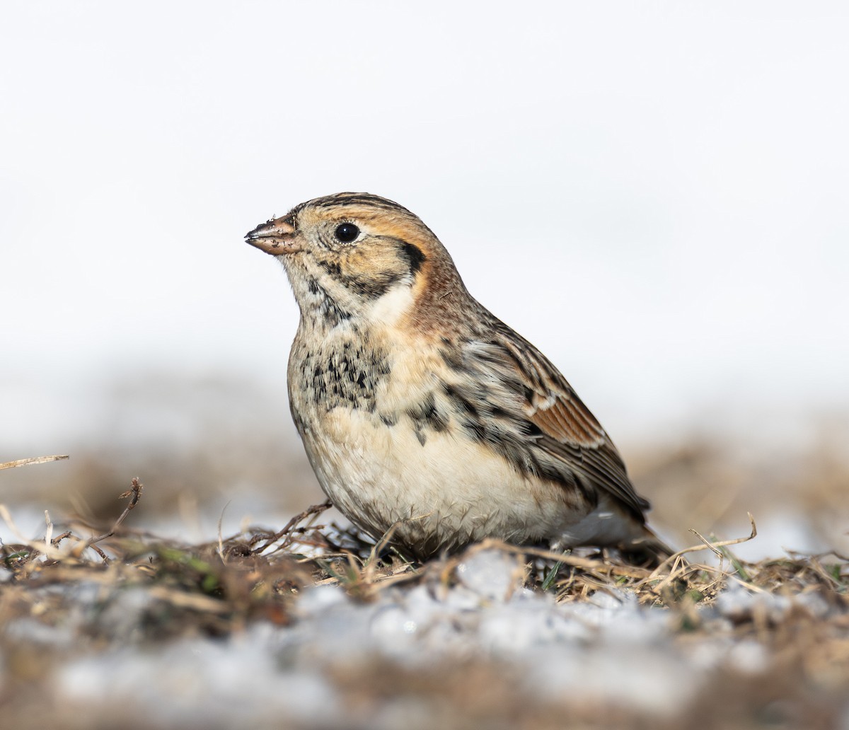 Lapland Longspur - ML646423646