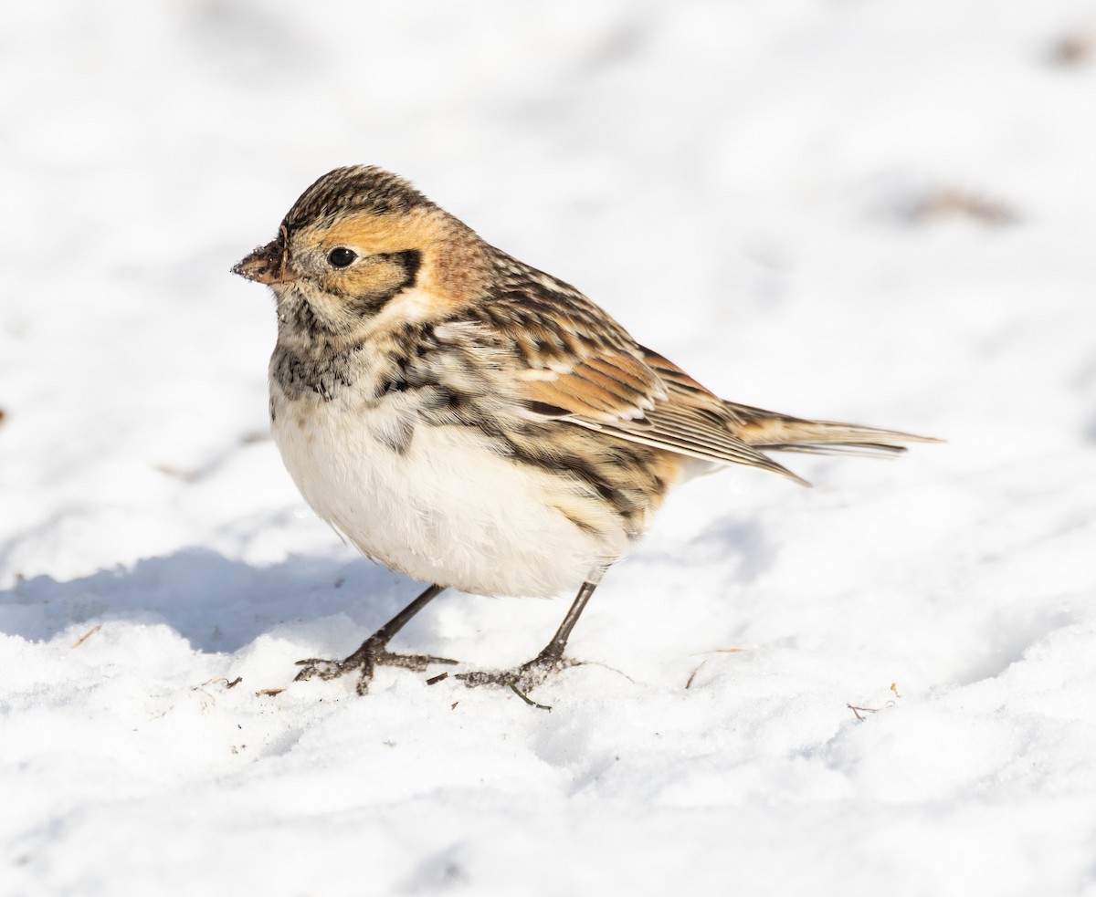 Lapland Longspur - ML646423647