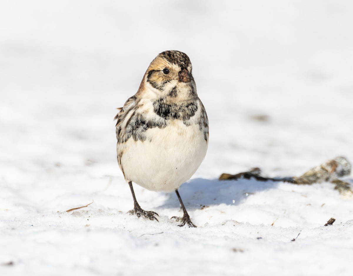 Lapland Longspur - ML646423648