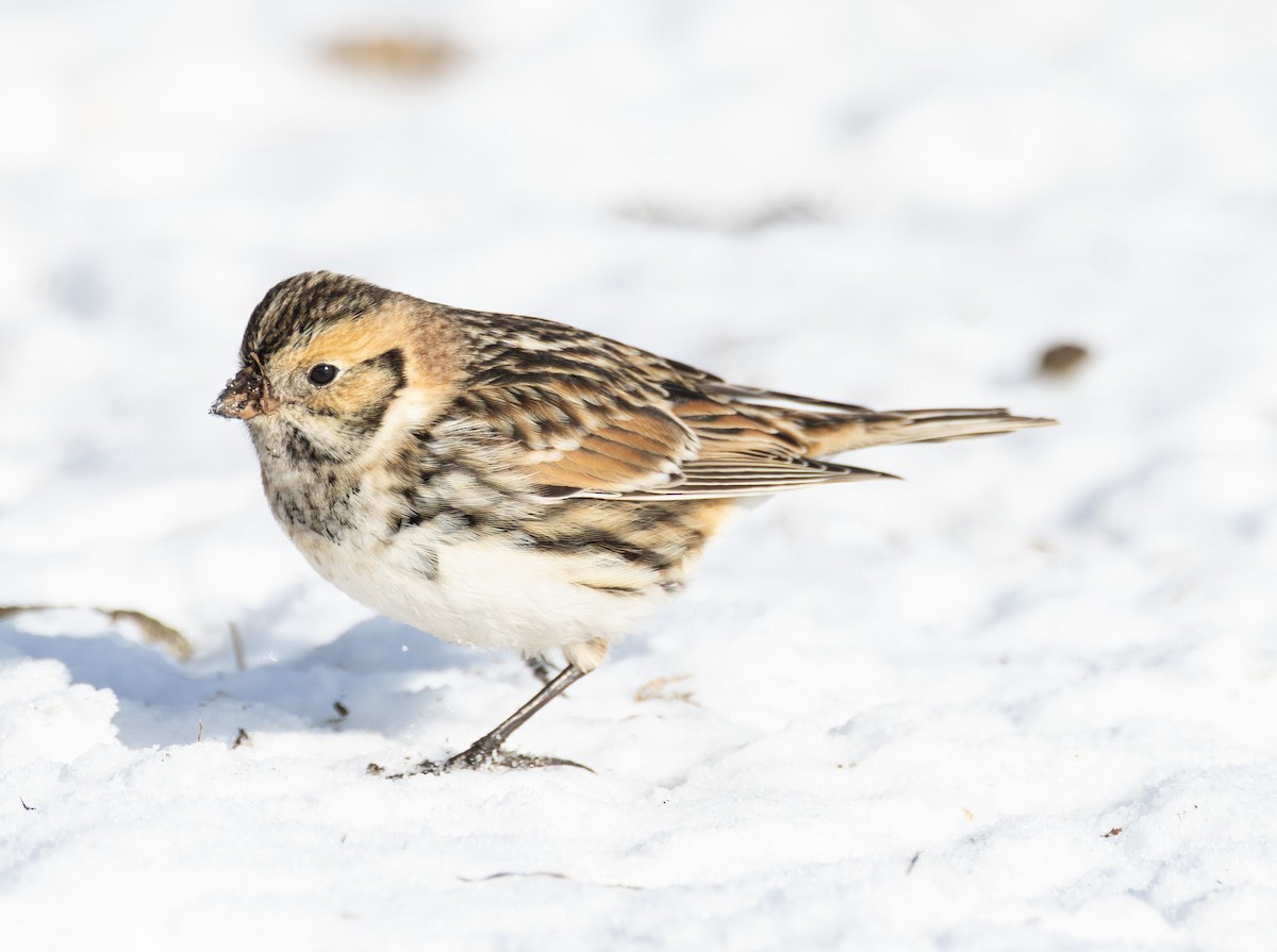 Lapland Longspur - ML646423649