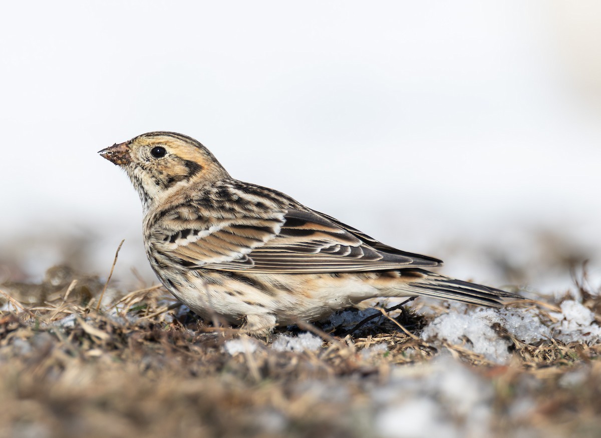 Lapland Longspur - ML646423650