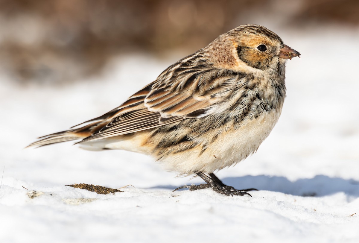Lapland Longspur - ML646423651