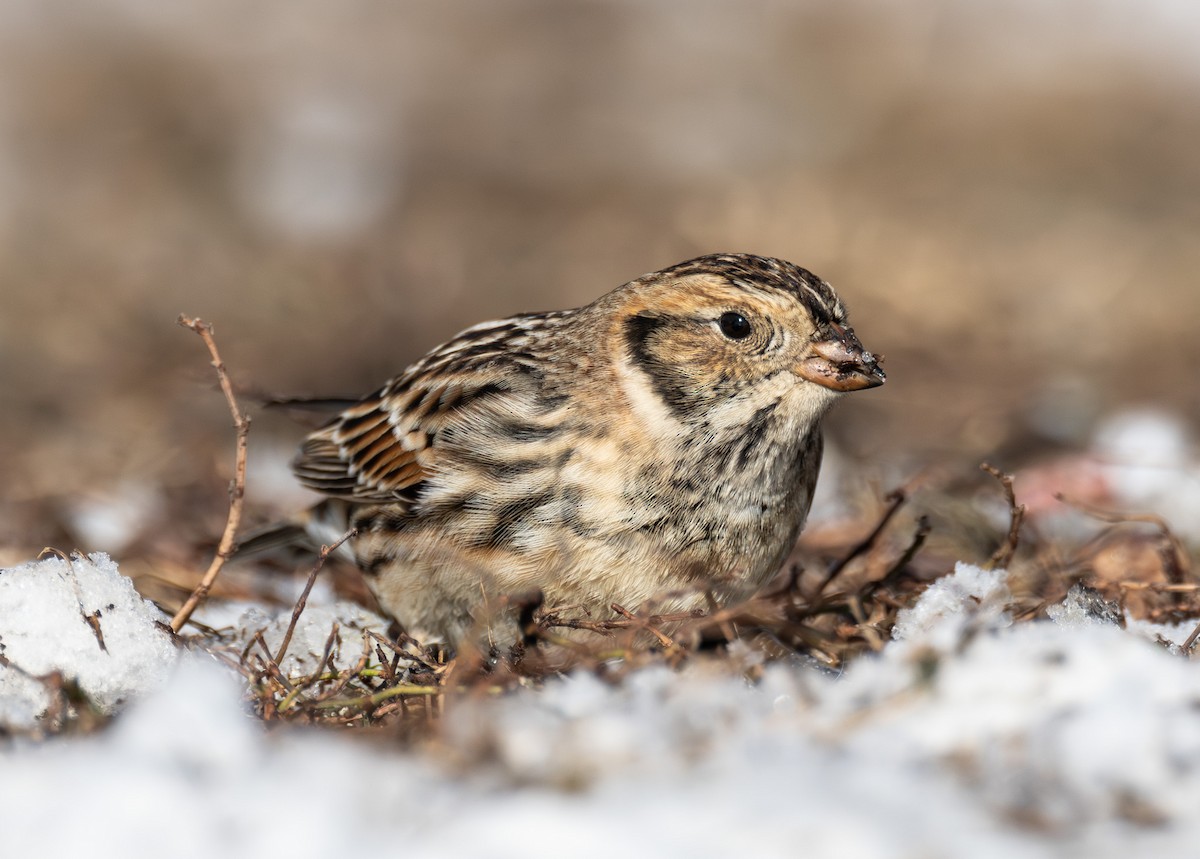 Lapland Longspur - ML646423652