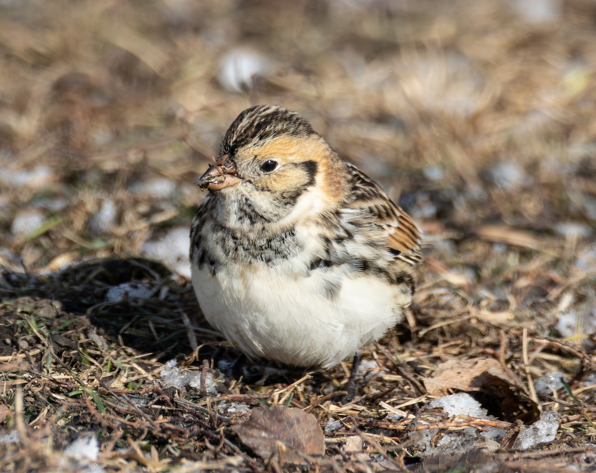 Lapland Longspur - ML646423653