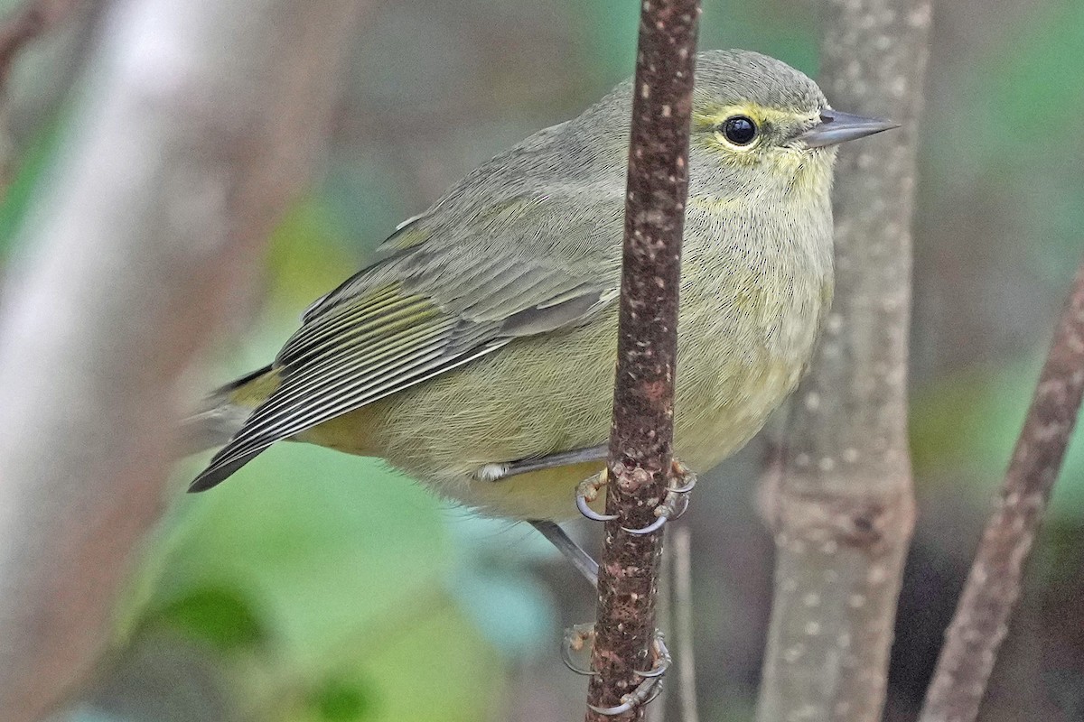 Orange-crowned Warbler - ML646423668