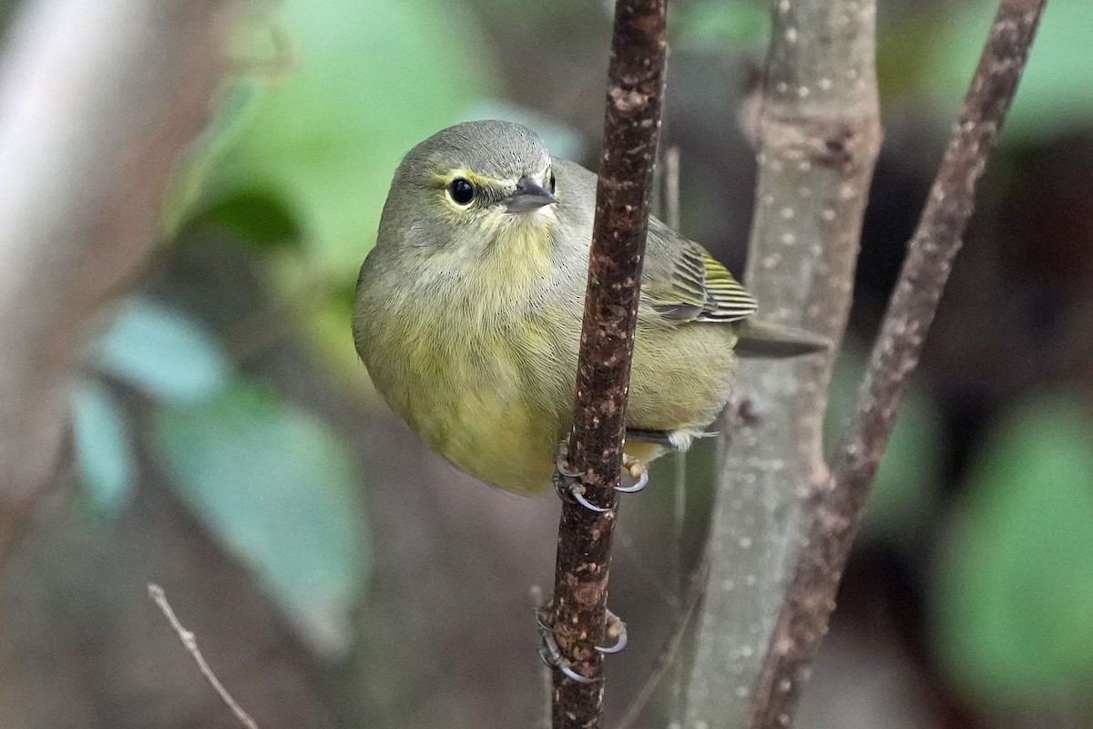 Orange-crowned Warbler - ML646423669