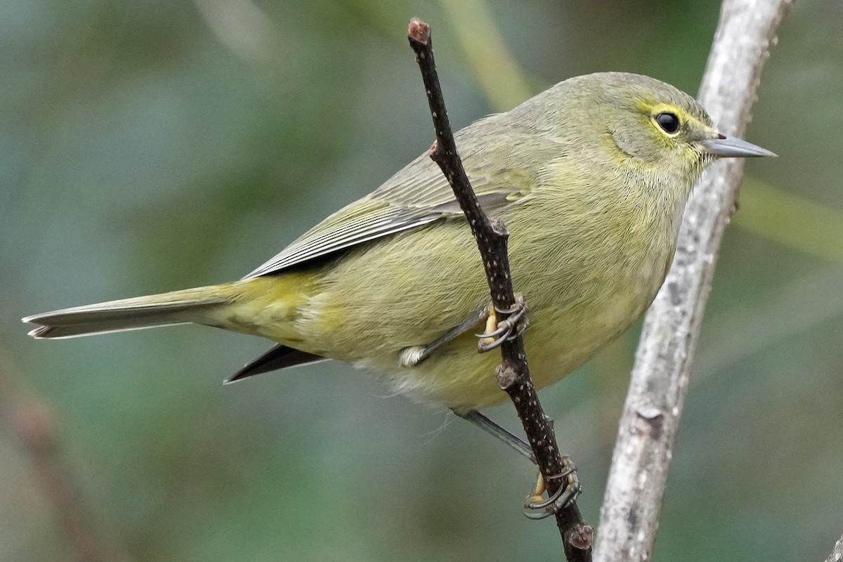 Orange-crowned Warbler - ML646423671