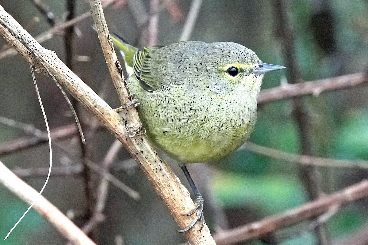 Orange-crowned Warbler - ML646423672
