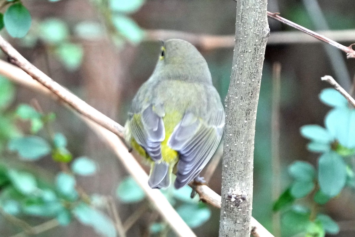 Orange-crowned Warbler - ML646423674