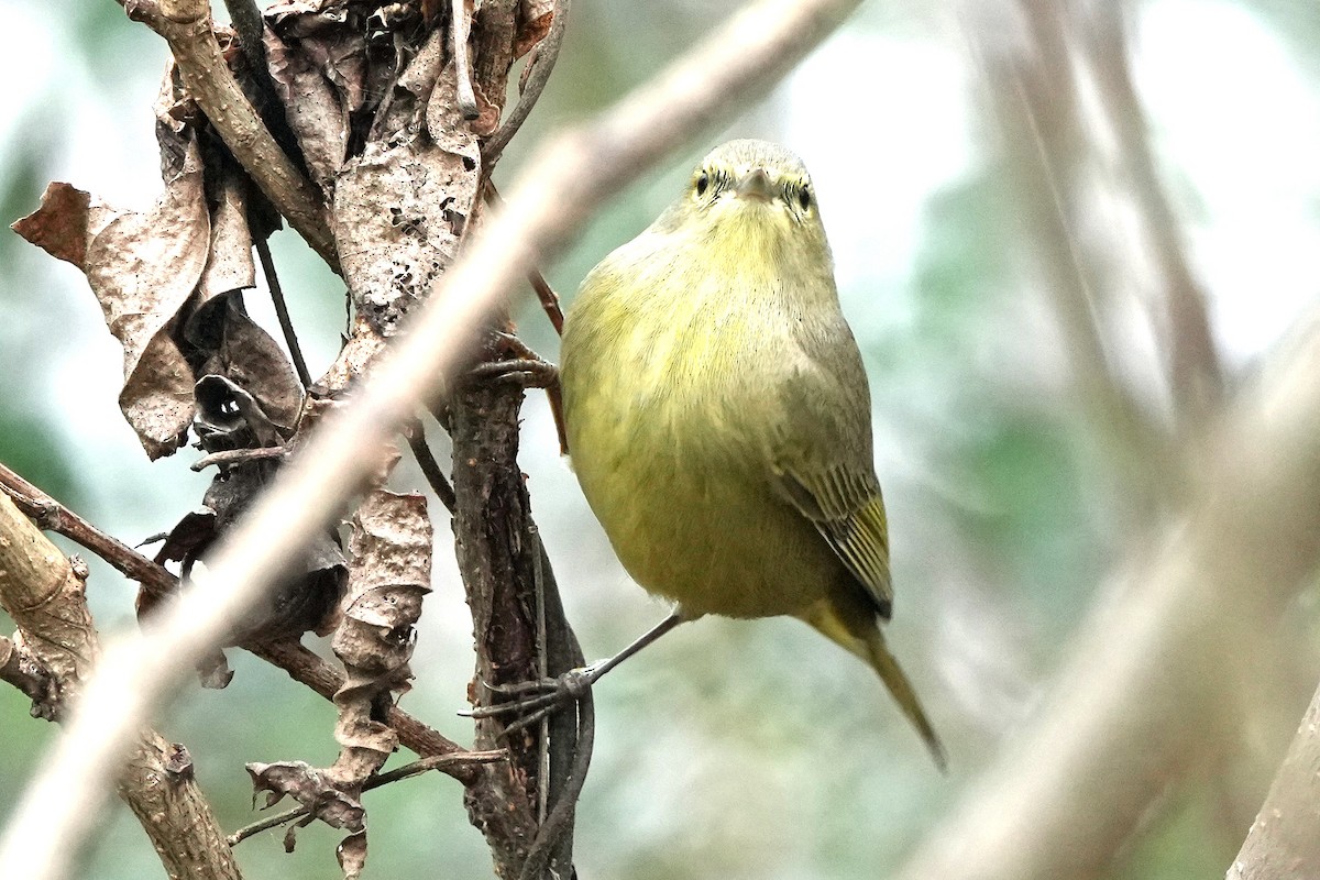 Orange-crowned Warbler - ML646423675
