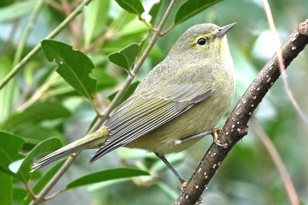 Orange-crowned Warbler - ML646423676