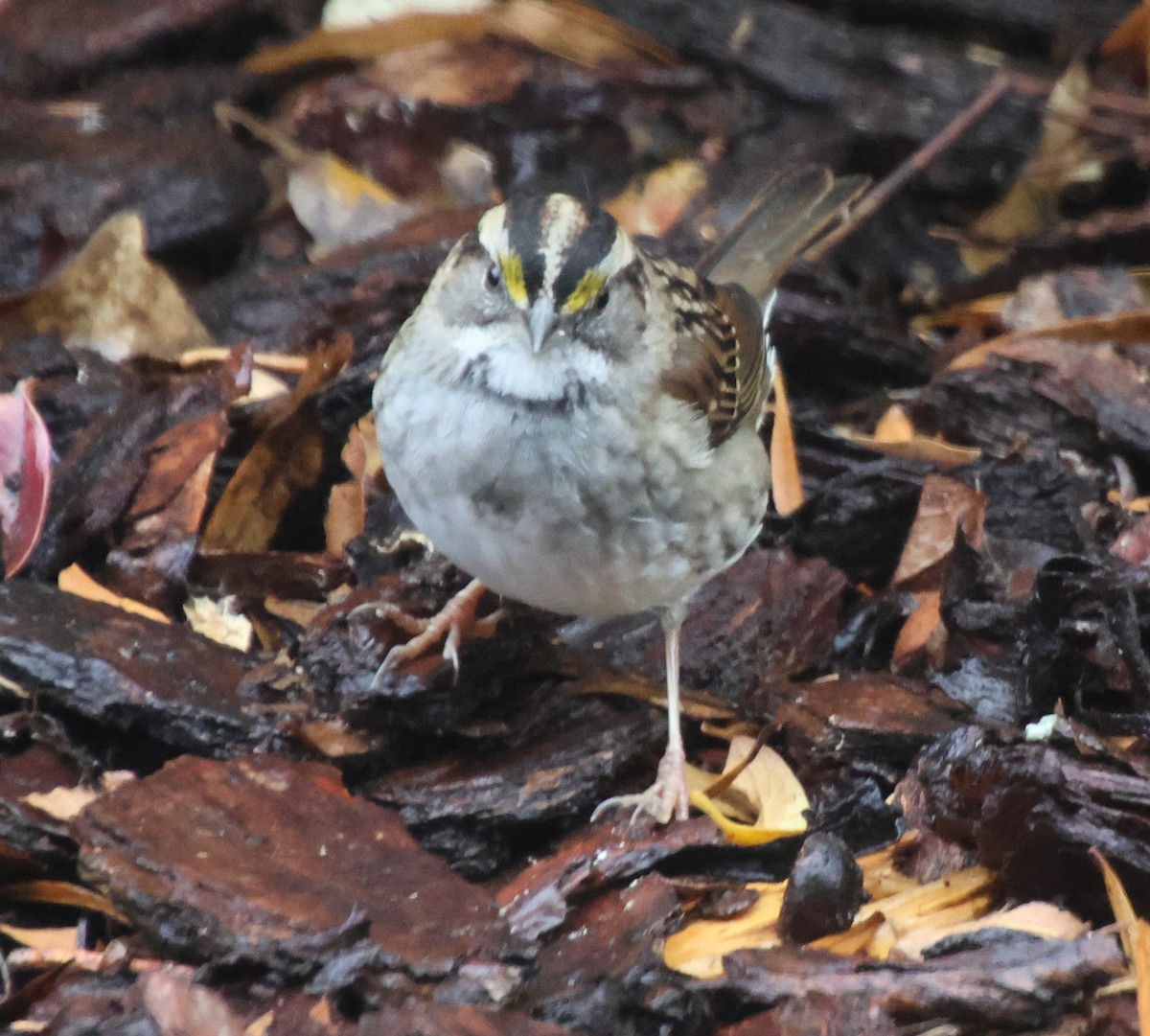 strnadec bělohrdlý - ML646423690