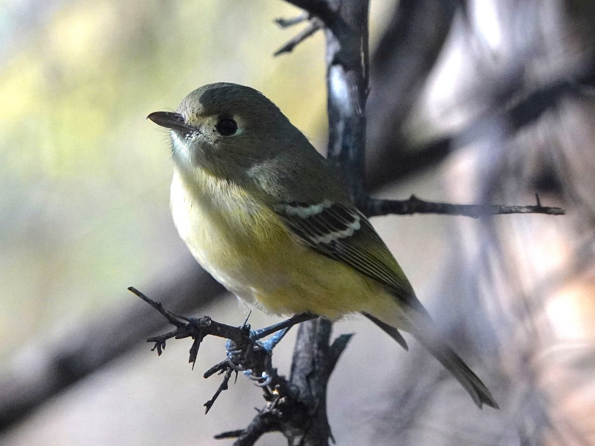 Hutton's Vireo - ML646423692