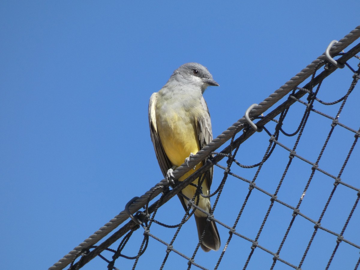 Cassin's Kingbird - ML646423716
