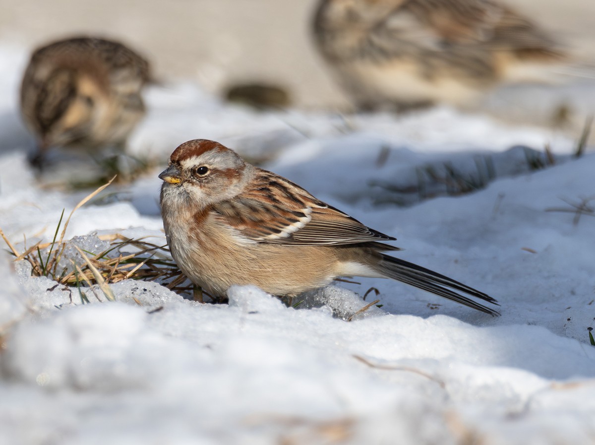 American Tree Sparrow - ML646423717