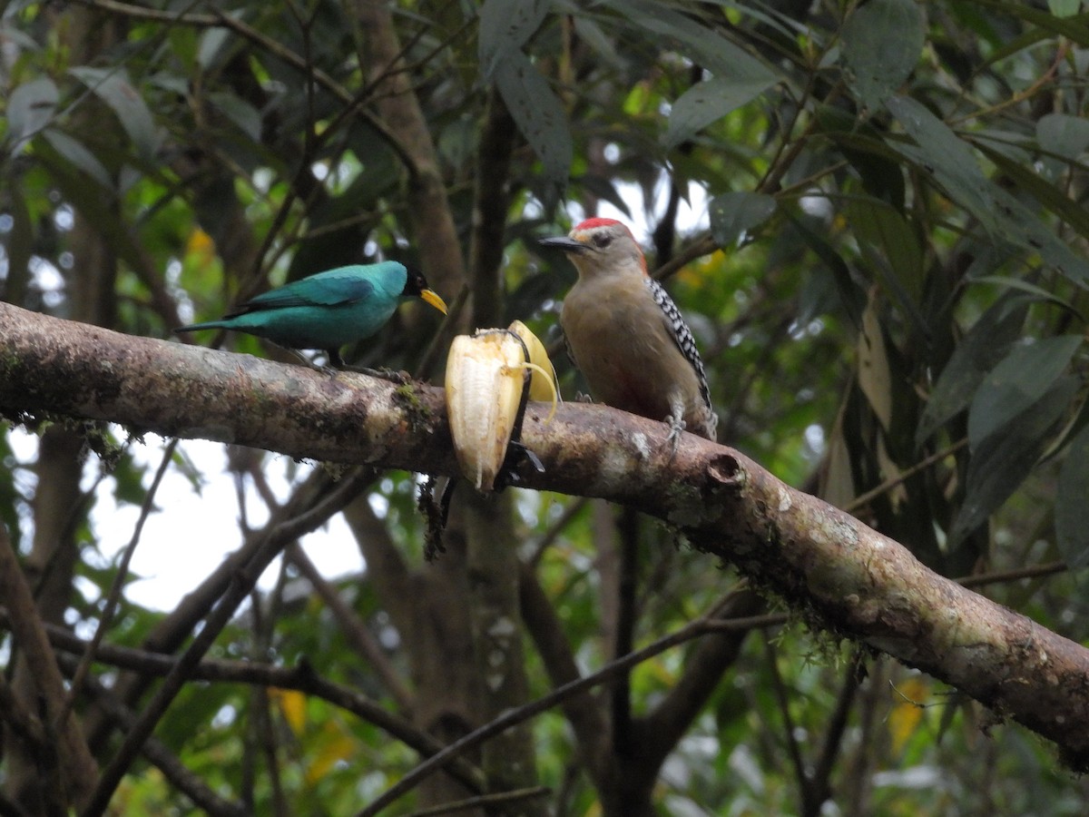 Red-crowned Woodpecker - ML646423718