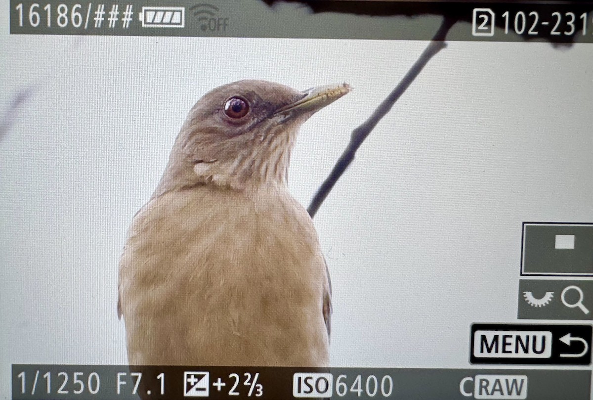 Clay-colored Thrush - ML646423727