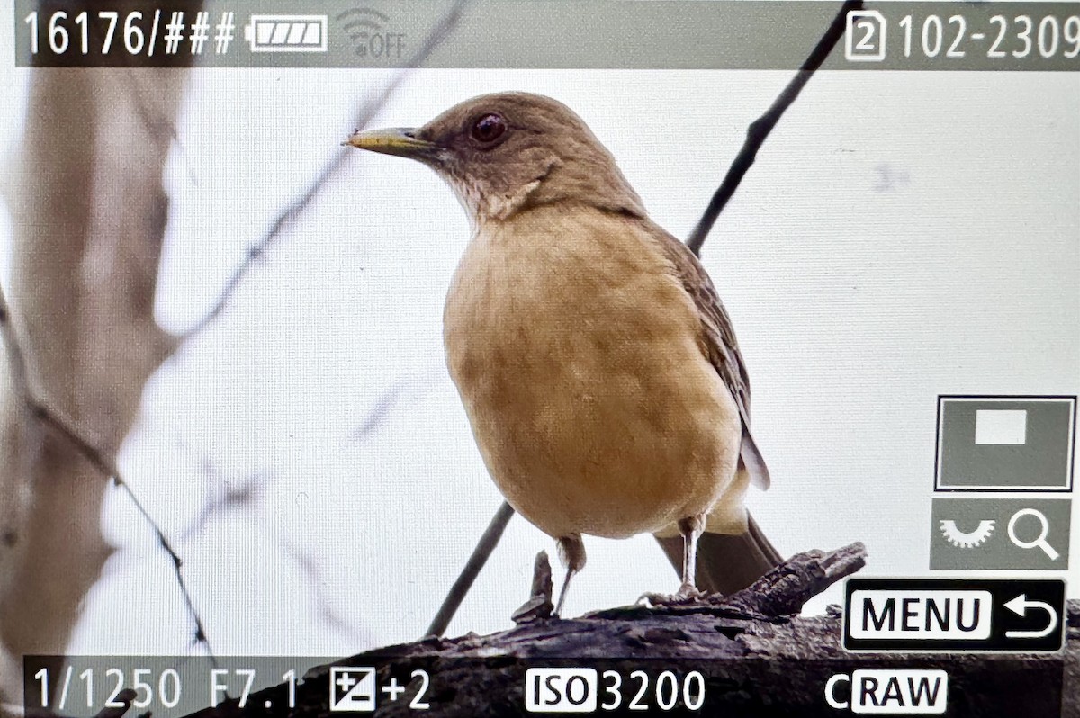 Clay-colored Thrush - ML646423728