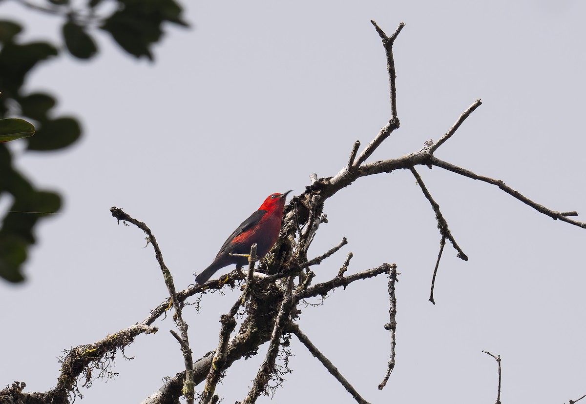 Wakolo Myzomela (Seram) - ML646423732