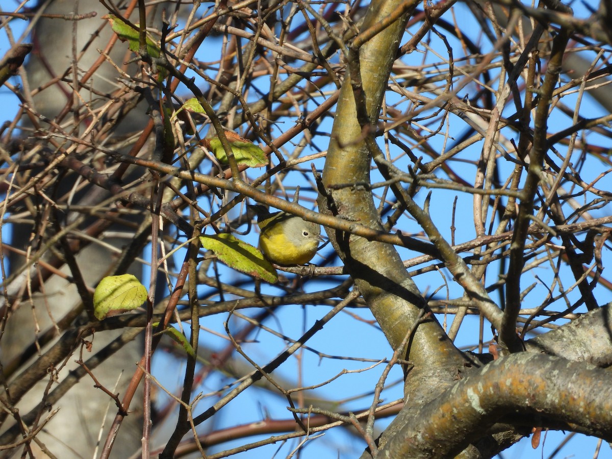 Nashville Warbler - ML646423734