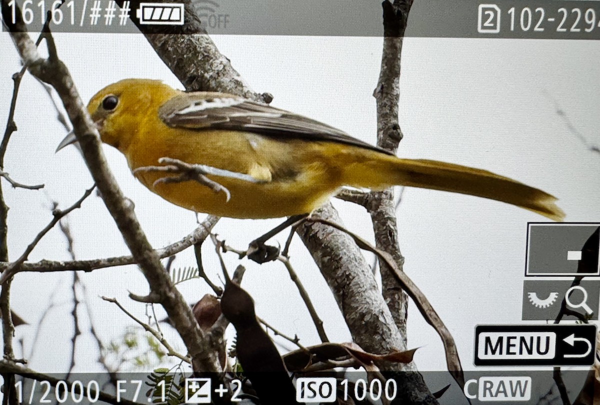 Hooded Oriole - ML646423735