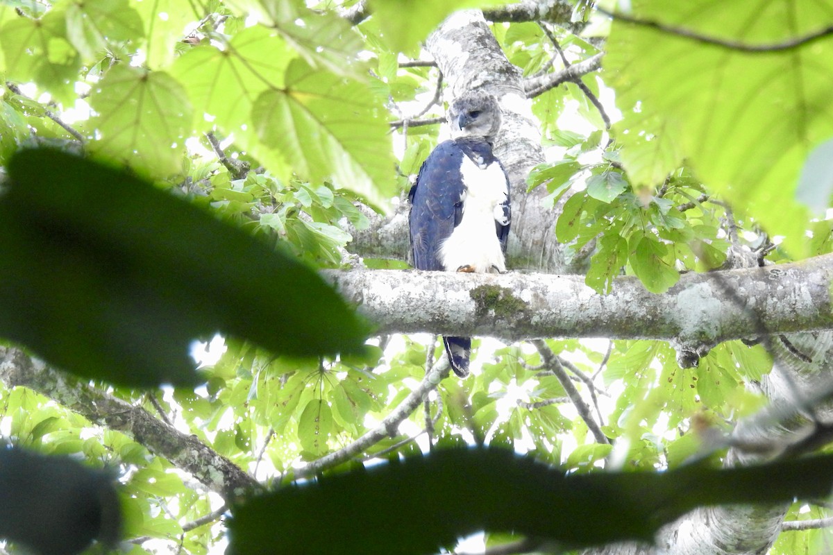Harpy Eagle - ML646423736