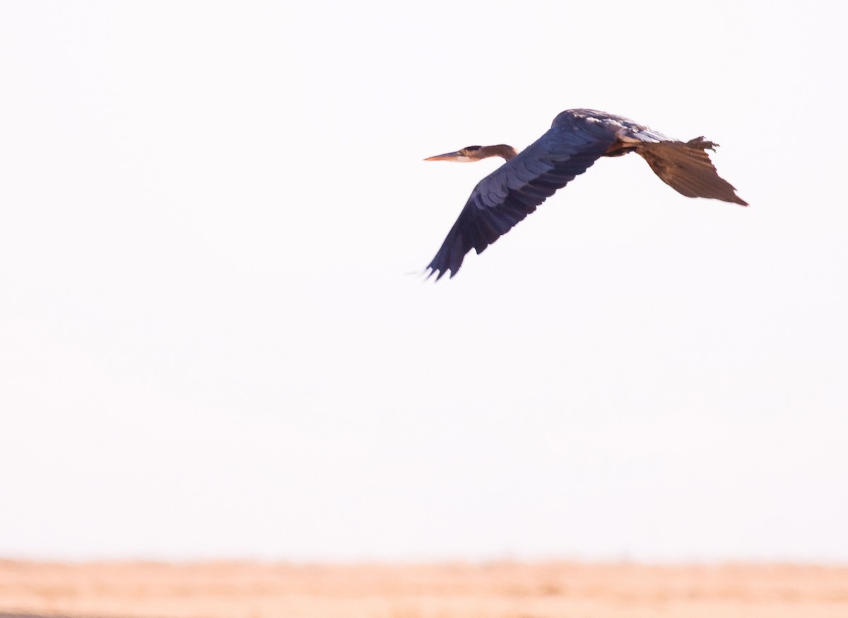 Great Blue Heron - ML646423740