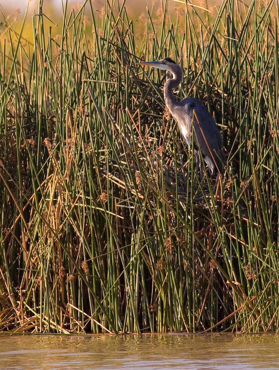 Great Blue Heron - ML646423741