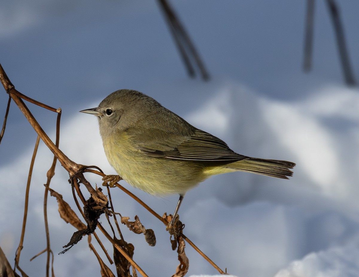Orange-crowned Warbler - ML646423742