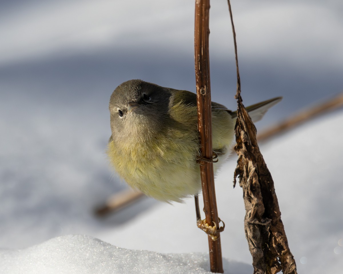 Orange-crowned Warbler - ML646423743