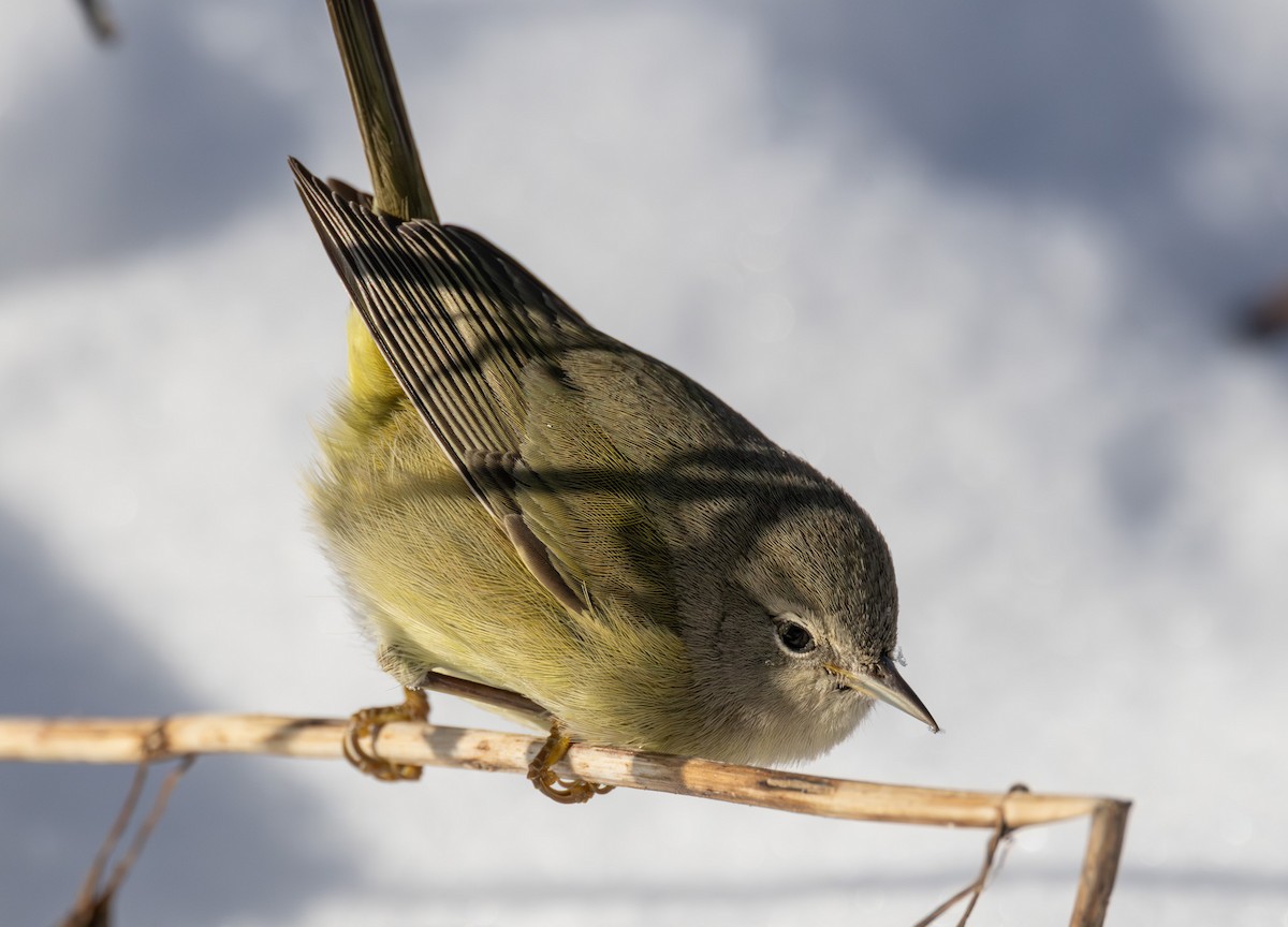 Orange-crowned Warbler - ML646423744