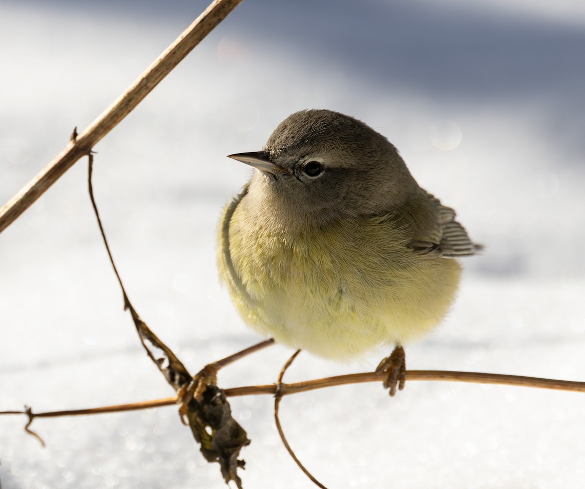 Orange-crowned Warbler - ML646423745