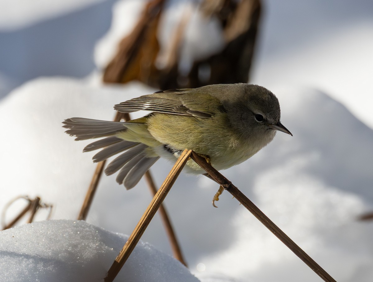 Orange-crowned Warbler - ML646423746